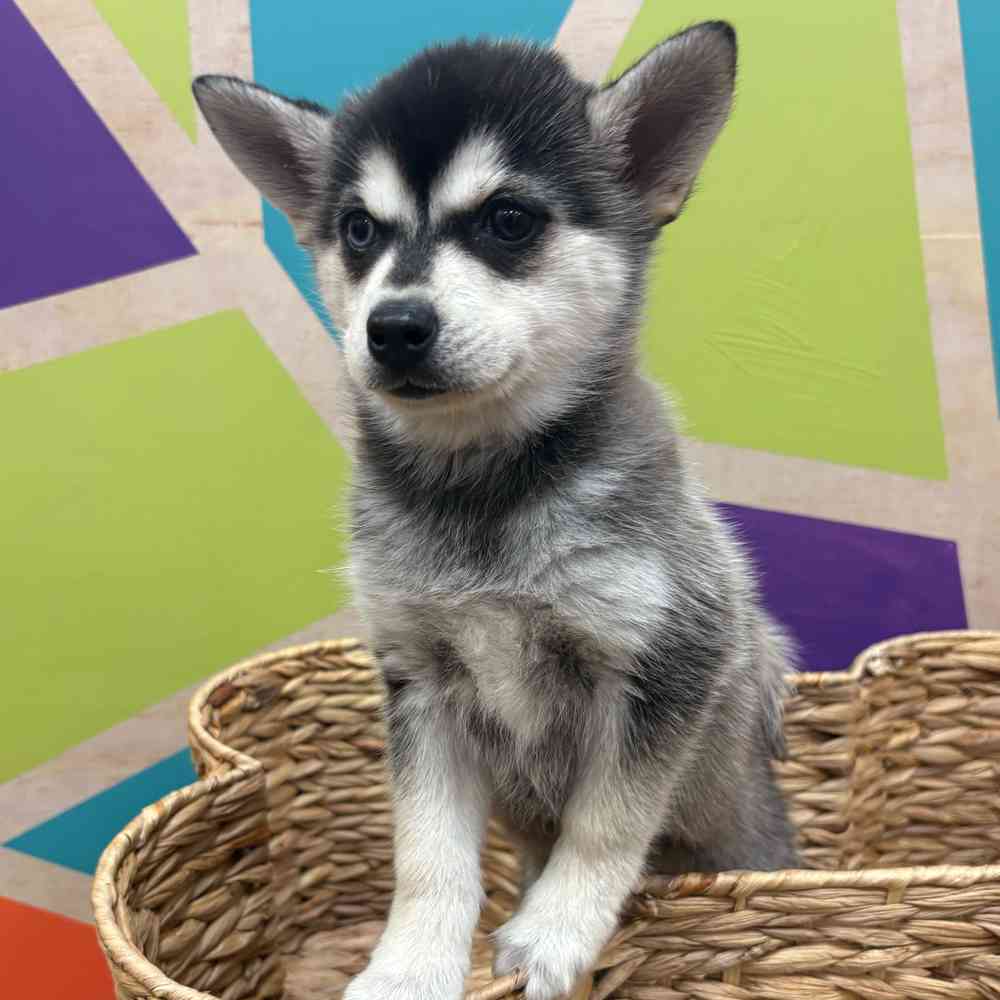 carousel pet images