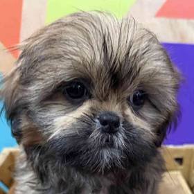 Shih Tzu