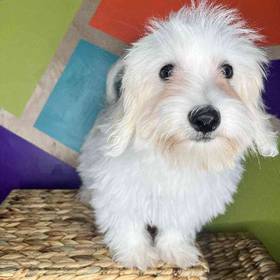 Coton De Tulear