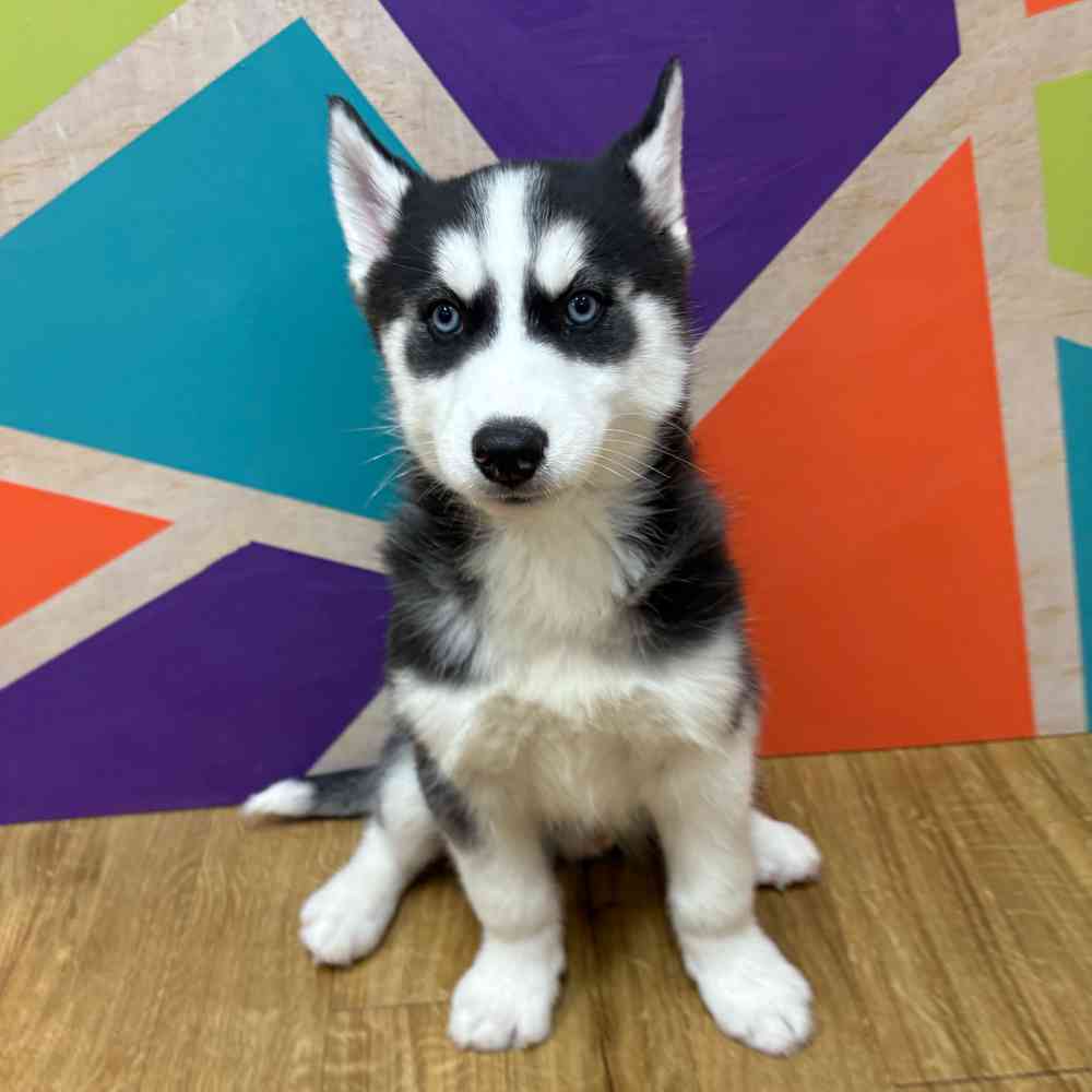 carousel pet images