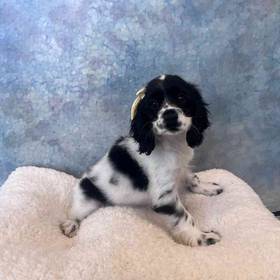 Cocker Spaniel
