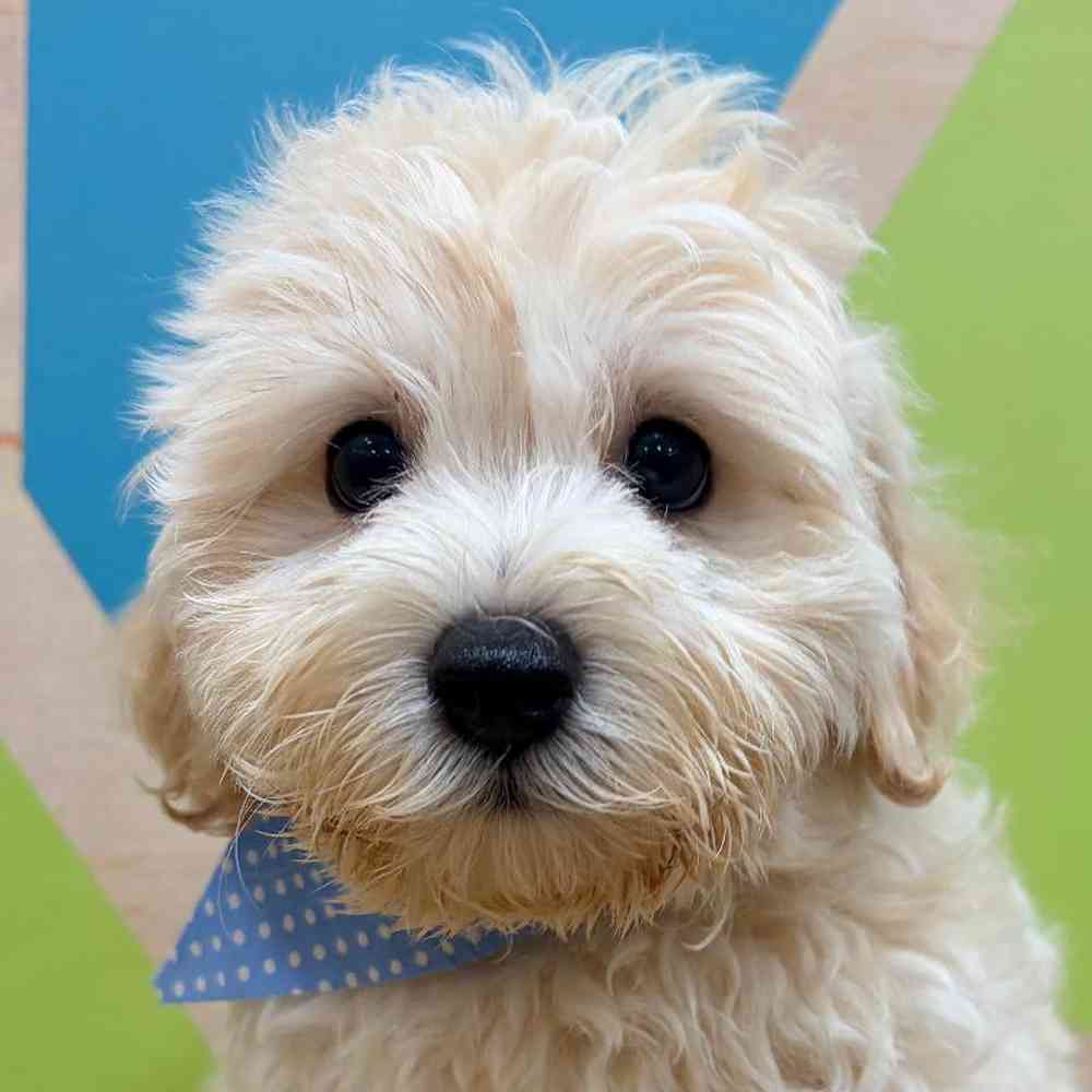 Image of a pet breed in the gallery