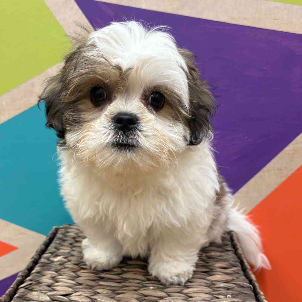 carousel pet images