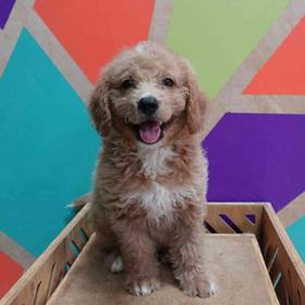 Mini Goldendoodle