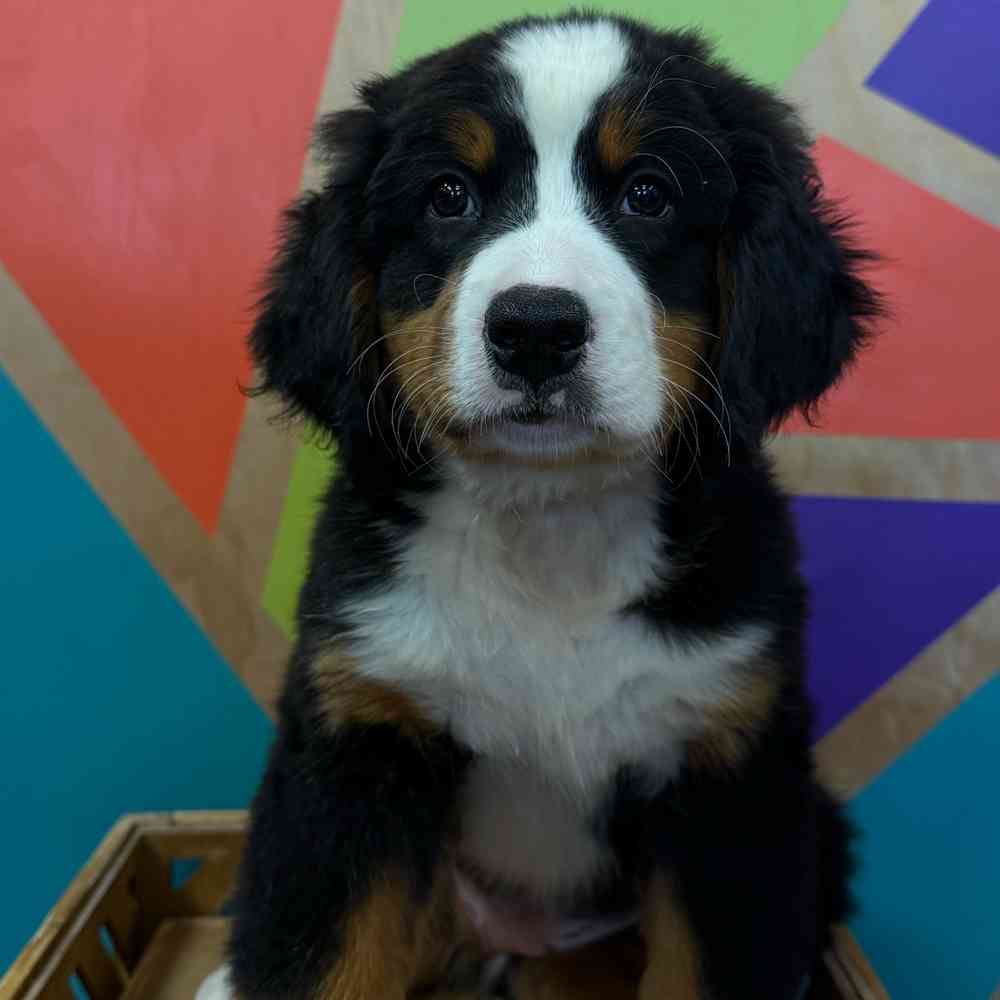 pet breed image