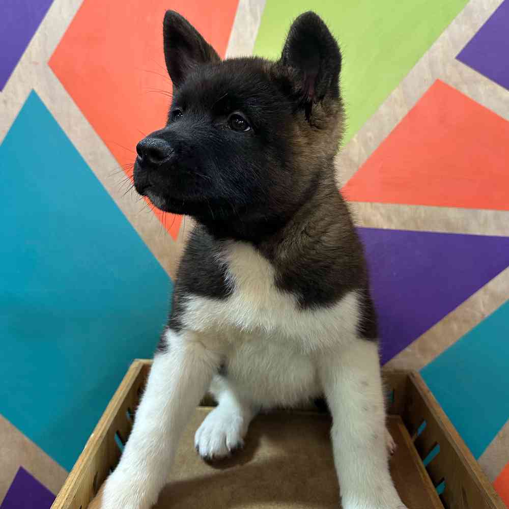 carousel pet images