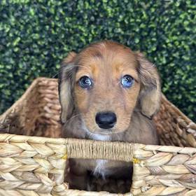 Dachshund