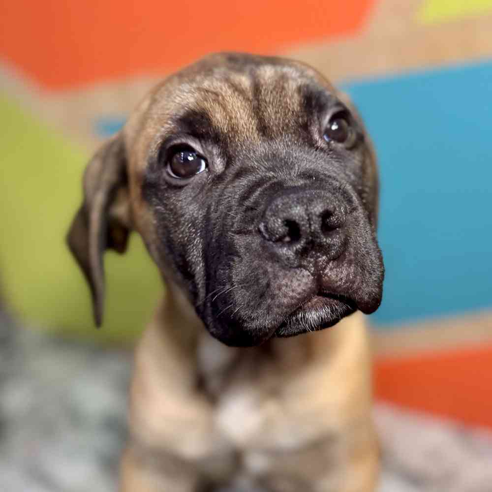 pet breed image