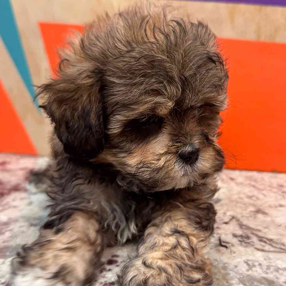 carousel pet images