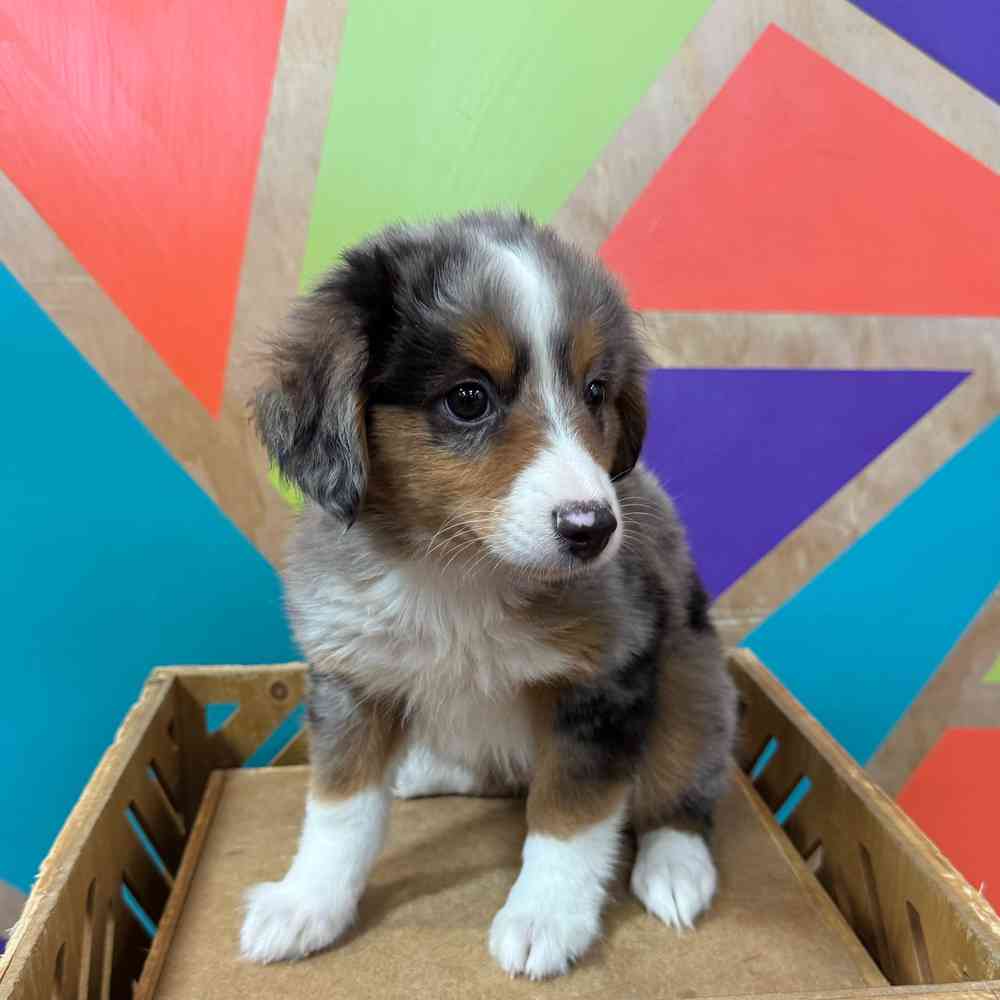 carousel pet images