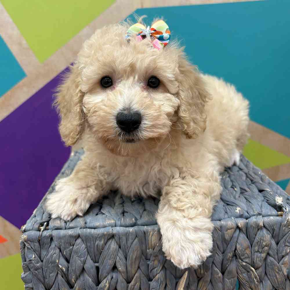 carousel pet images