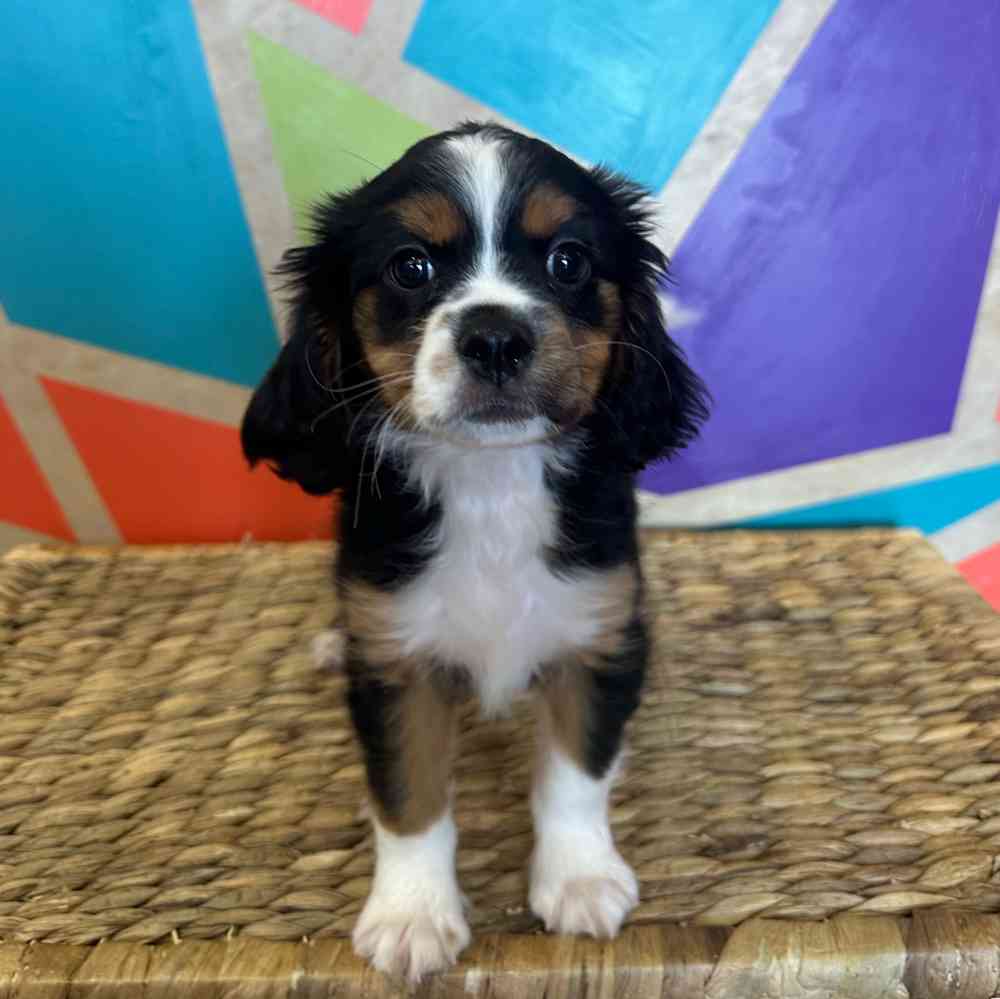 carousel pet images