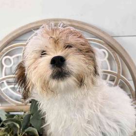 Teddy Bear