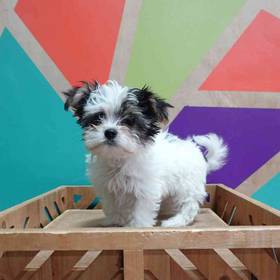 Morkie