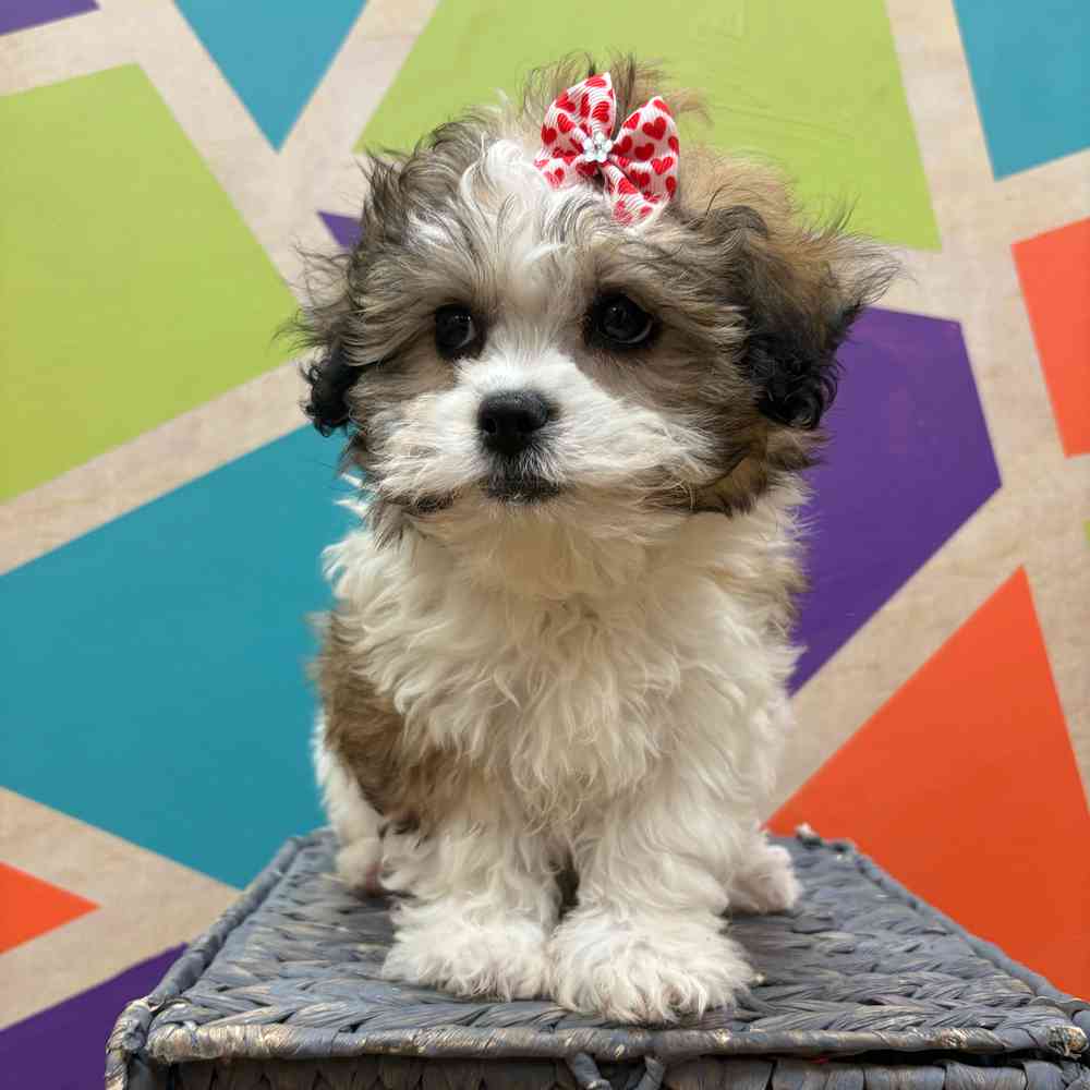 carousel pet images