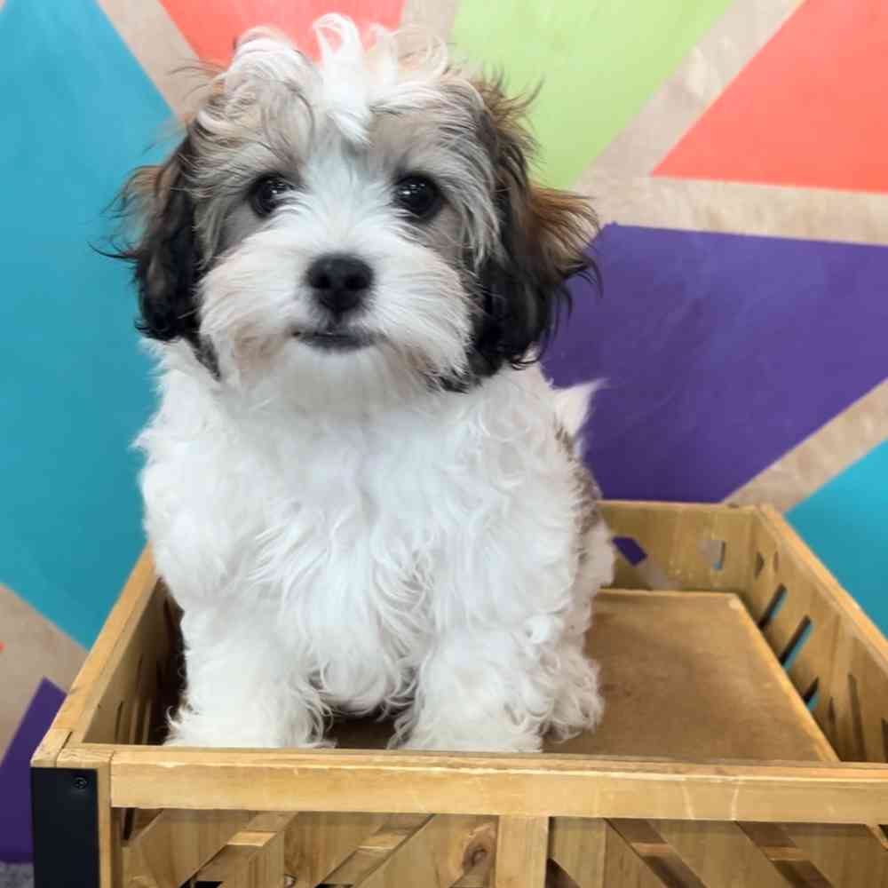 carousel pet images