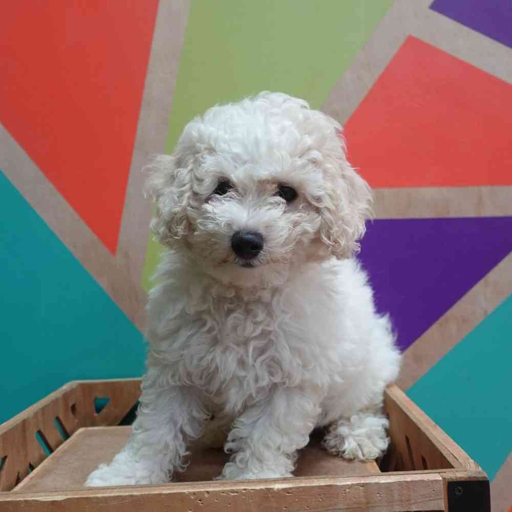 Image of a pet breed in the gallery
