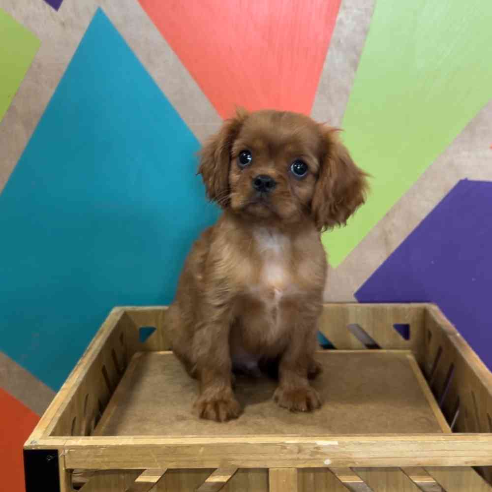 carousel pet images