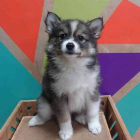 Pomsky