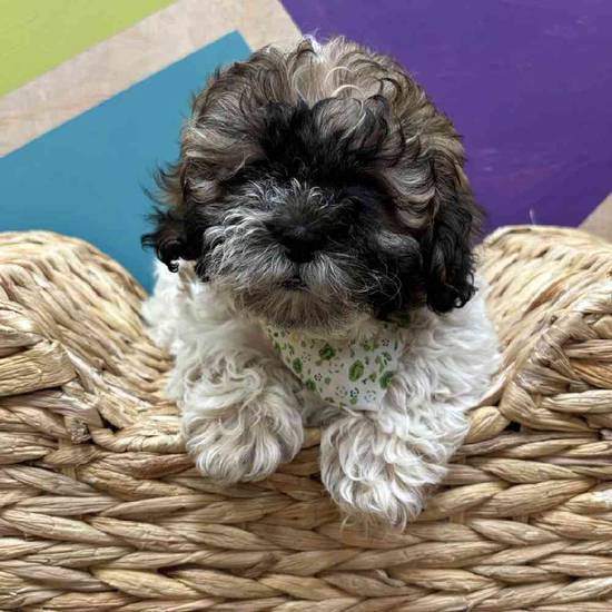 Willow