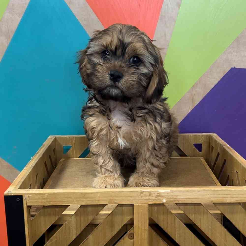 carousel pet images