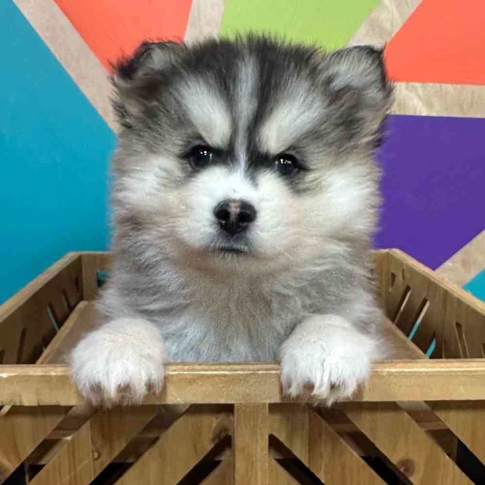 carousel pet images