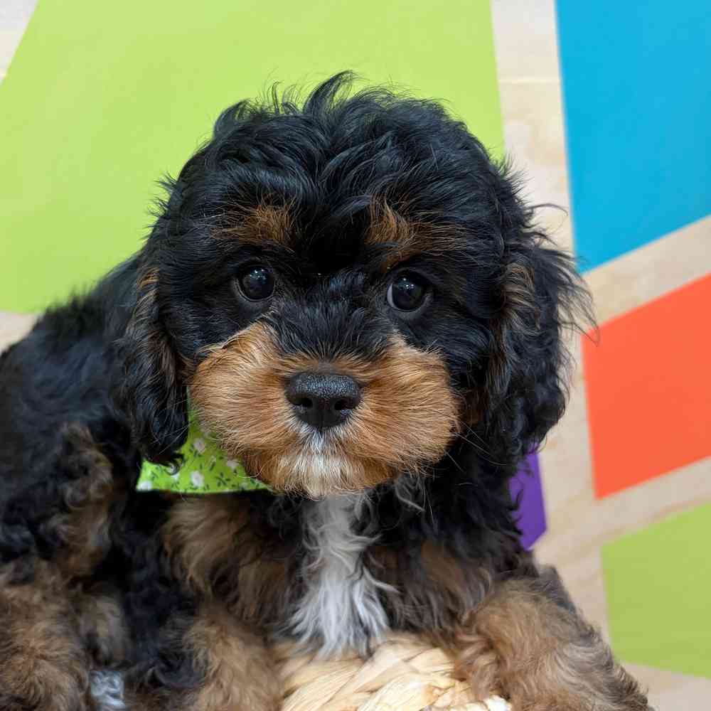 carousel pet images