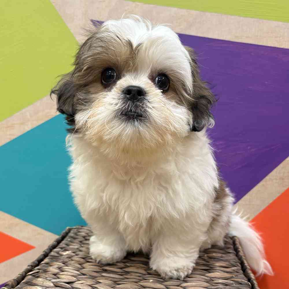 carousel pet images