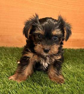Yorkie