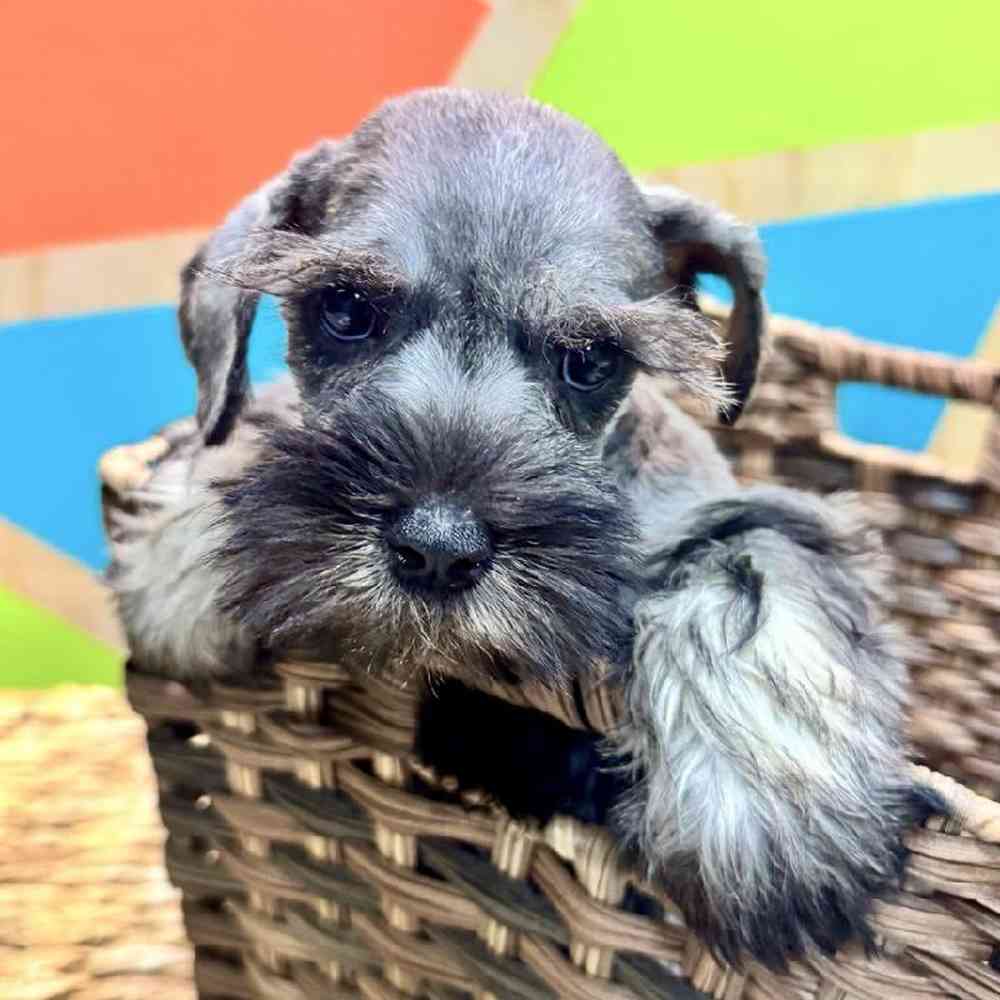 carousel pet images