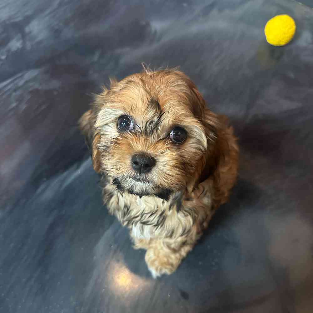 carousel pet images