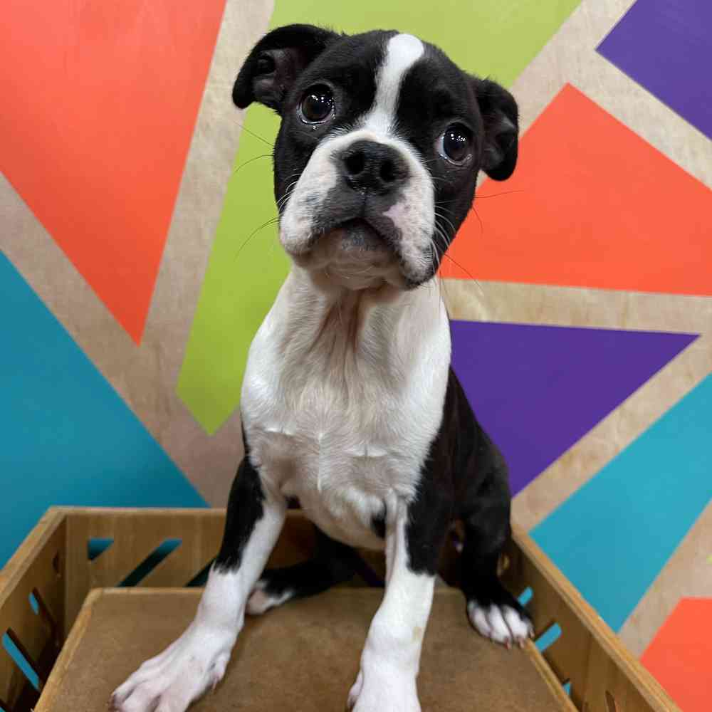 carousel pet images