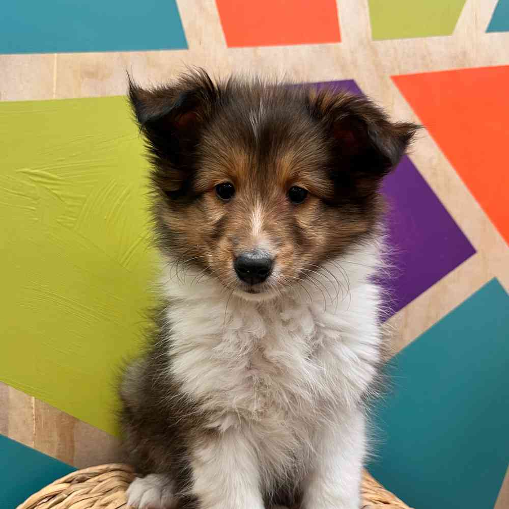 carousel pet images