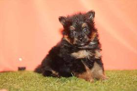 Pomeranian