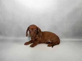 Dachshund