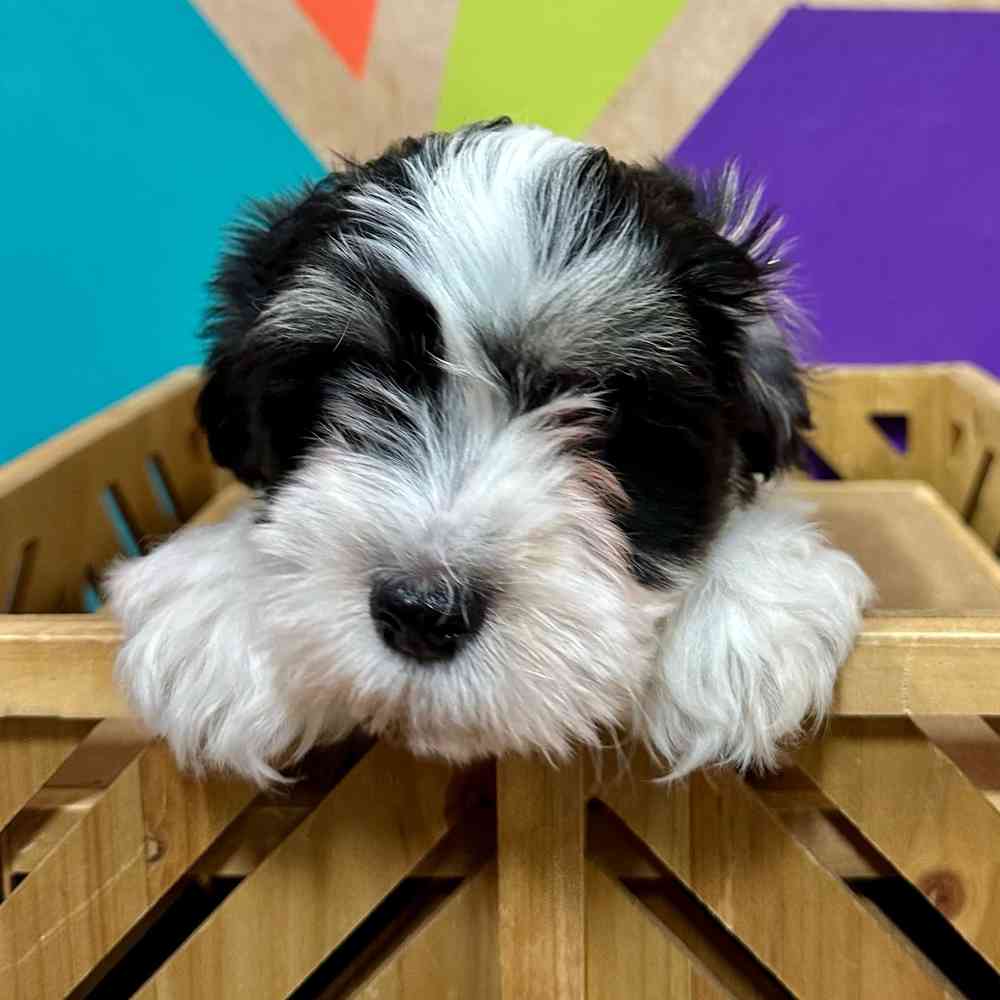 carousel pet images