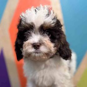Cavapoo