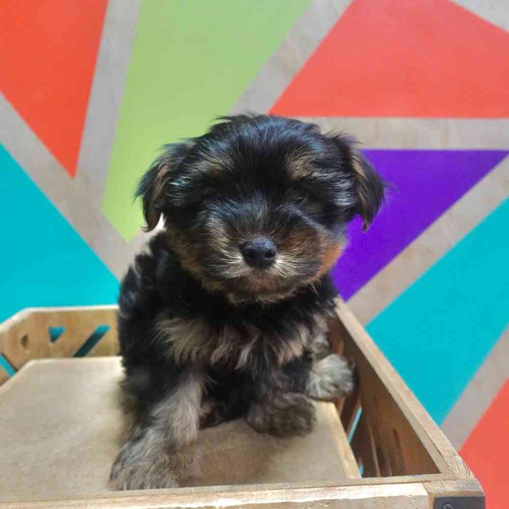Image of a pet breed in the gallery