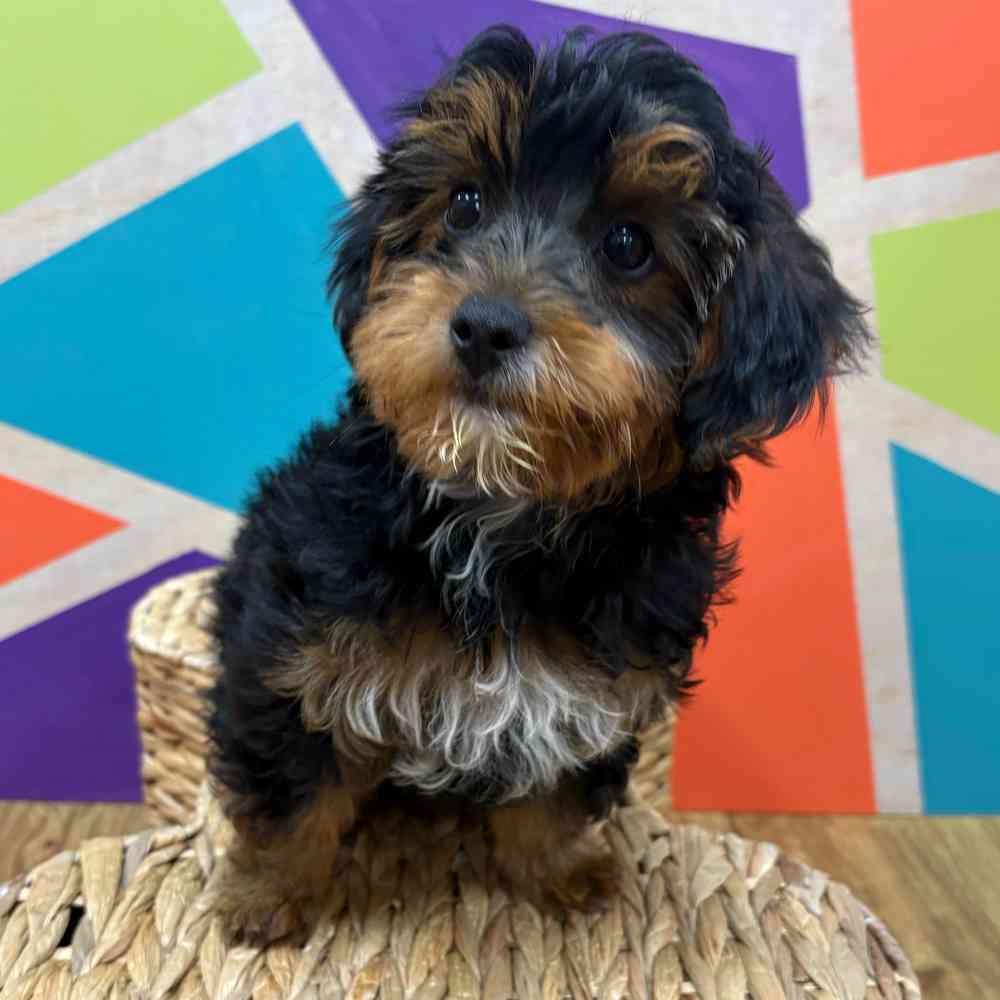carousel pet images
