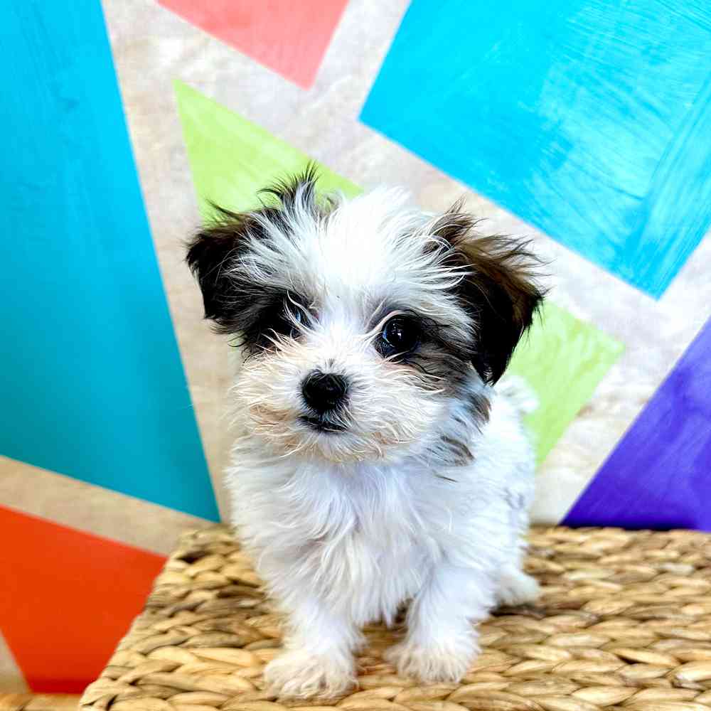 carousel pet images