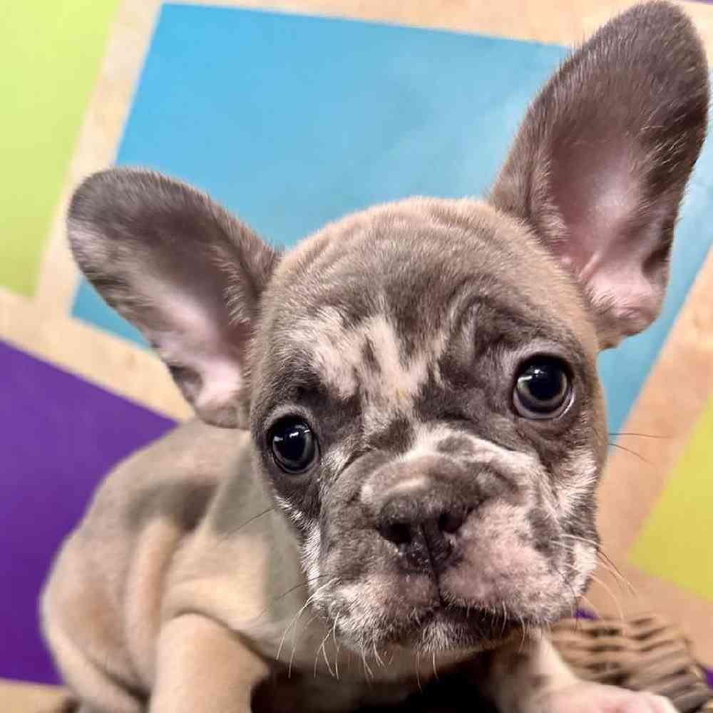pet breed image