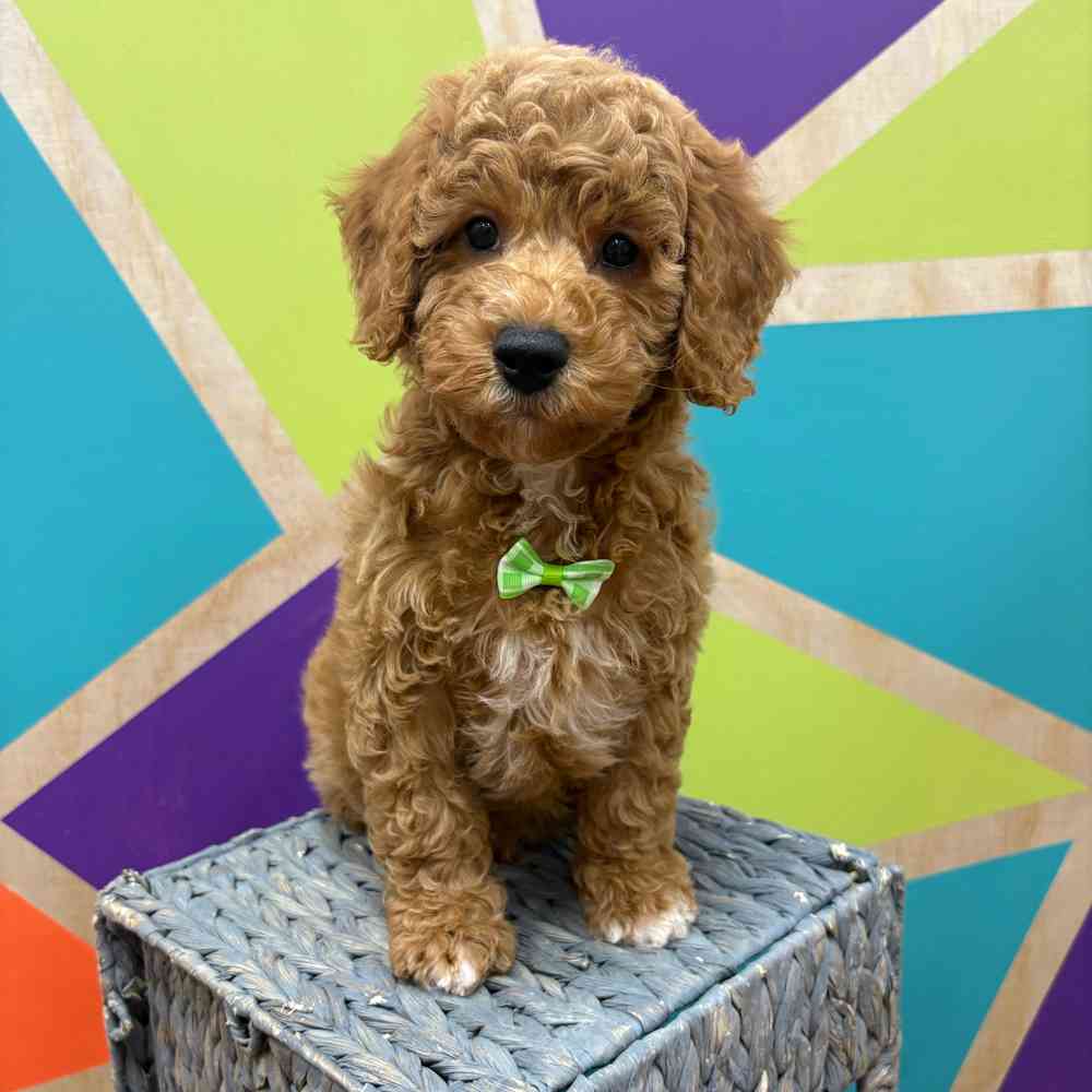 Image of a pet breed in the gallery