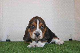 Basset Hound