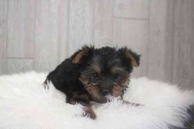 Silky Terrier