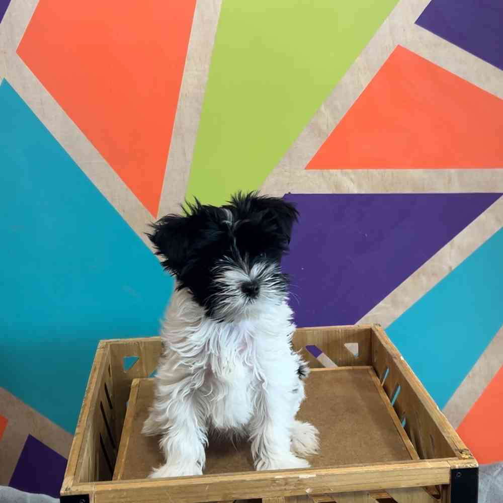 carousel pet images