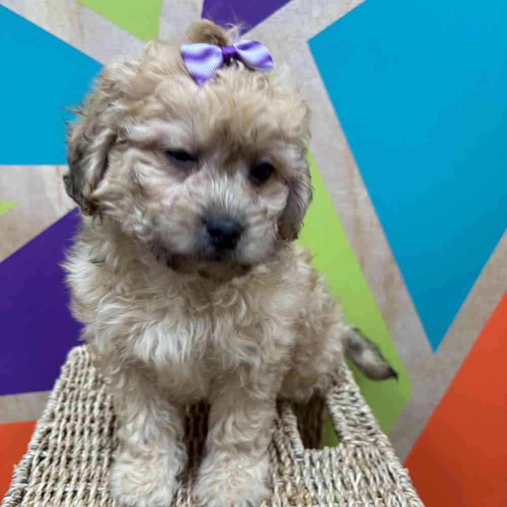 carousel pet images