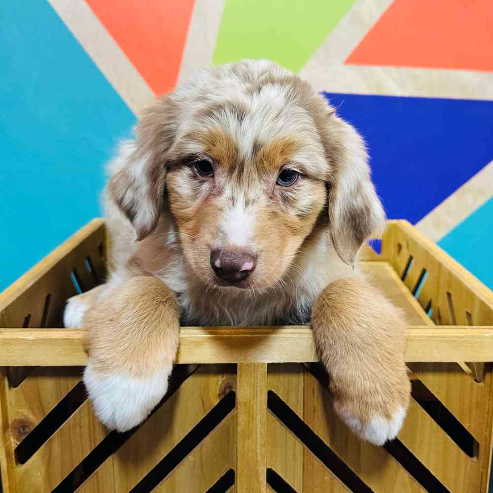 carousel pet images