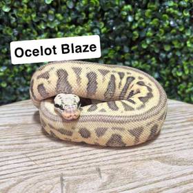 Ball Python