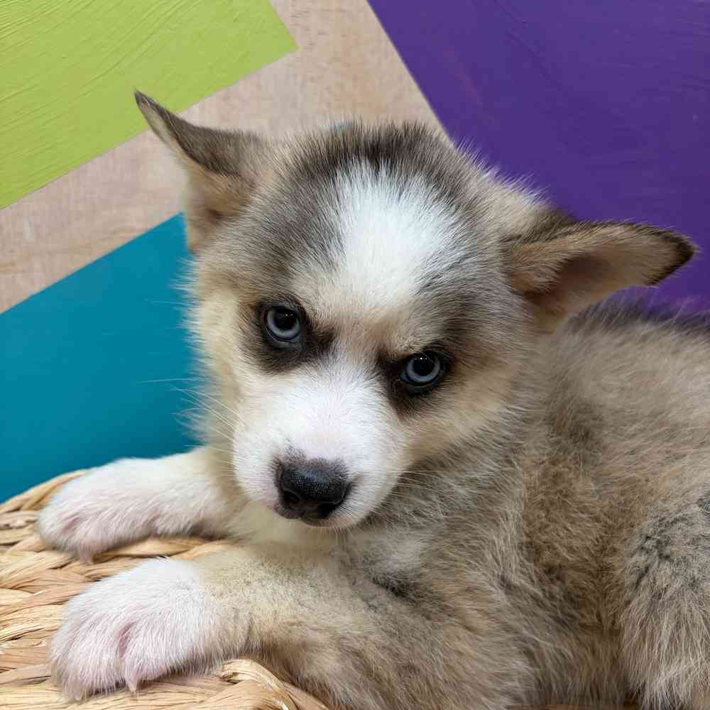 pet breed image