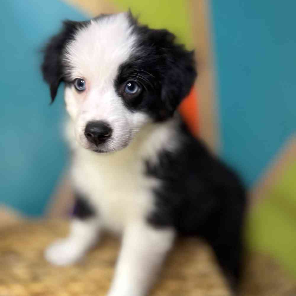 Image of a pet breed in the gallery